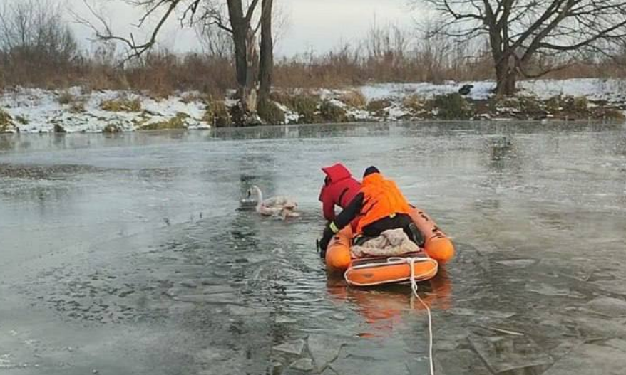 У місті Ірпінь врятували лебедя, який вмерз у кригу та поранився (фото)