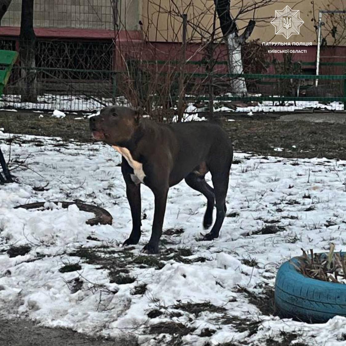 У Борисполі пес бійцівської породи покусав двох дітей