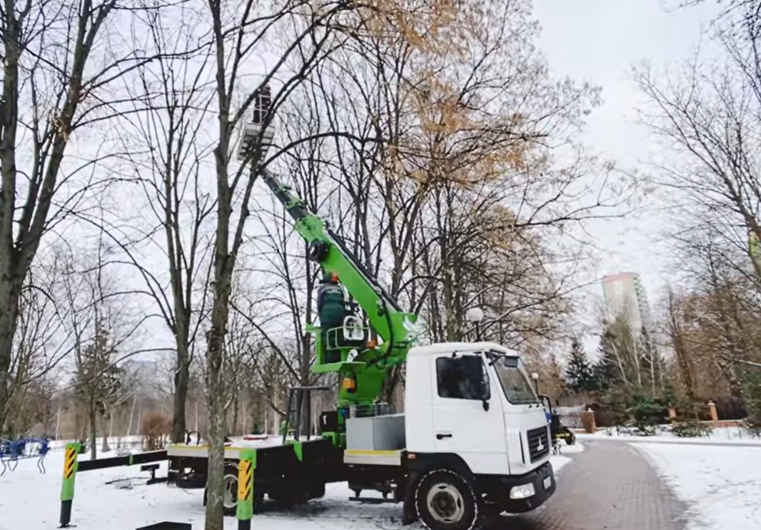 У Києві протягом року від омели розчистили понад 5 тисяч дерев (відео)