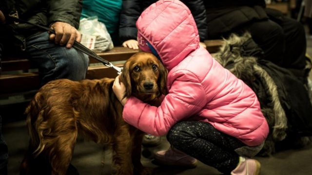 В Україні дозволили перебувати в укриттях із домашніми тваринами