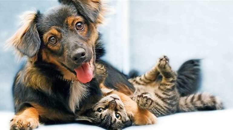 У Бучі за 300 тисяч гривень планують до провести відлов та стерилізацію безпритульних котів і собак