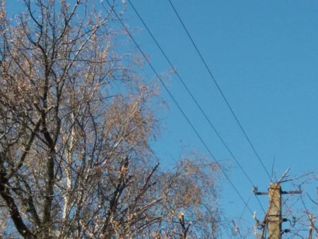 “Укренерго” заплатить 4,43 млн гривень за підрізання дерев в зоні Київського РЦОМ