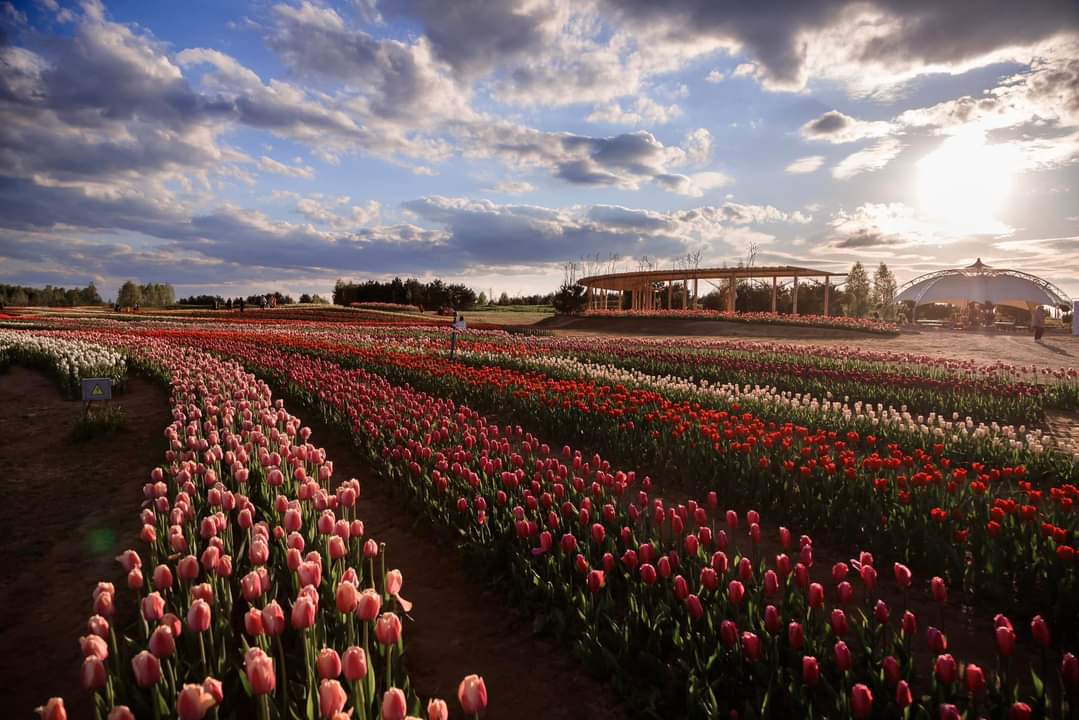 Мільйони тюльпанів до ювілею: у “Добропарку” анонсували відкриття весняного сезону (фото)