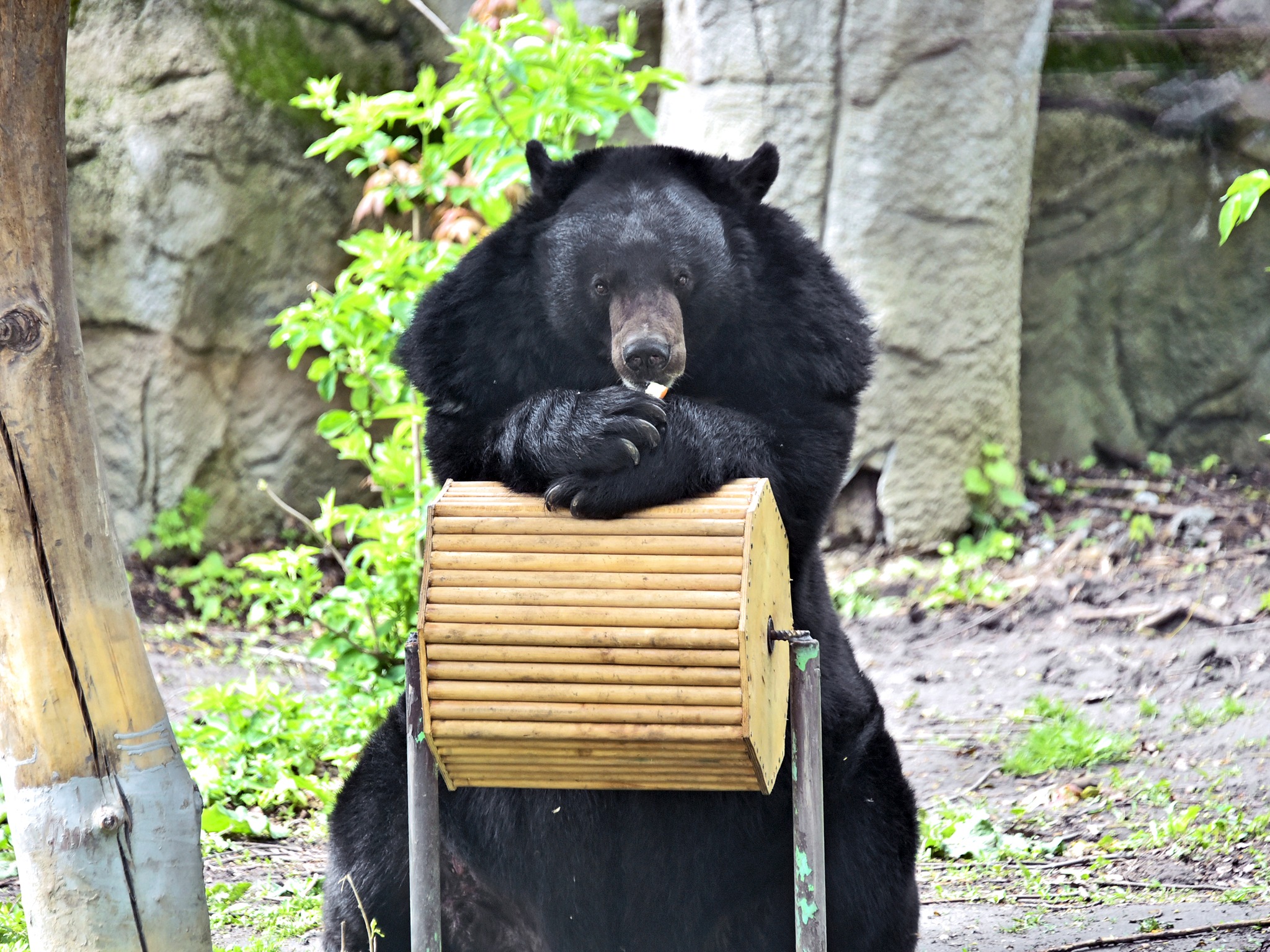 Ведмеді чекають на відвідувачів у своїх оновлених природних вольєрах
