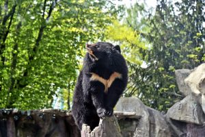 Ведмеді чекають на відвідувачів у своїх оновлених природних вольєрах