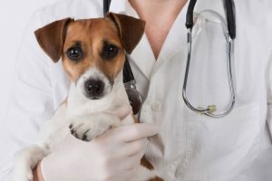 У Дніпровському районі продовжують стерилізувати та вакцинувати вуличних тварин (адреси)