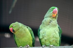 Новий авіарій для двадцяти врятованих папуг