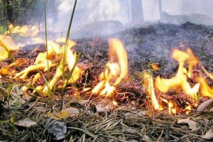 На Київщині днями можуть спалахнути пожежі, - синоптики