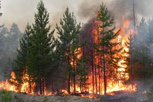 Жителів Київщини попереджають про пожежну небезпеку у найближчі три дні 