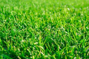 Для озеленення Дніпровського району столиці закуповують 1800 кілограм насіння газонної трави