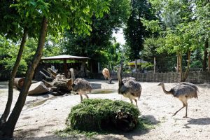 У Київському зоопарку врятованих на Сумщині птахів нанду переселили до природного вольєра (фото)