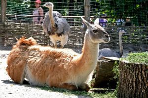 Київський зоопарк за 4,5 млн гривень збудує нові вольєри для тимчасової перетримки тварин та птахів