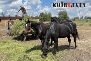 Соціальне ранчо: як благодійники рятують коней з окупації та від загибелі