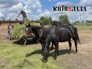 Соціальне ранчо: як благодійники рятують коней з окупації та від загибелі