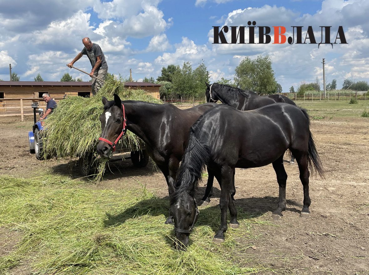 Соціальне ранчо: як благодійники рятують коней з окупації та від загибелі