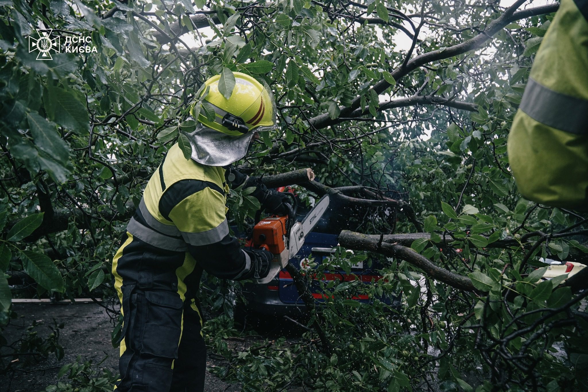 У столиці негода пошкодила та повалили 163 дерева, - КМДА