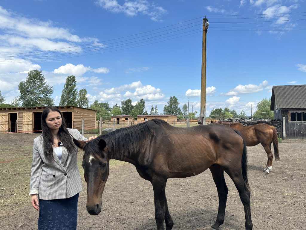 Перегони на виживання: як благодійники рятують коней з окупації та від загибелі