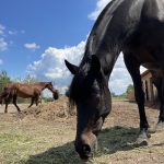 Соціальне ранчо: як благодійники рятують коней з окупації та від загибелі