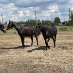 Соціальне ранчо: як благодійники рятують коней з окупації та від загибелі