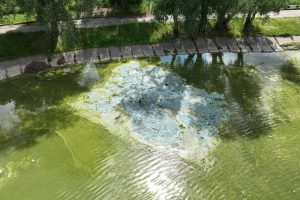 У Києві з’ясовують причини забруднення озера Віра