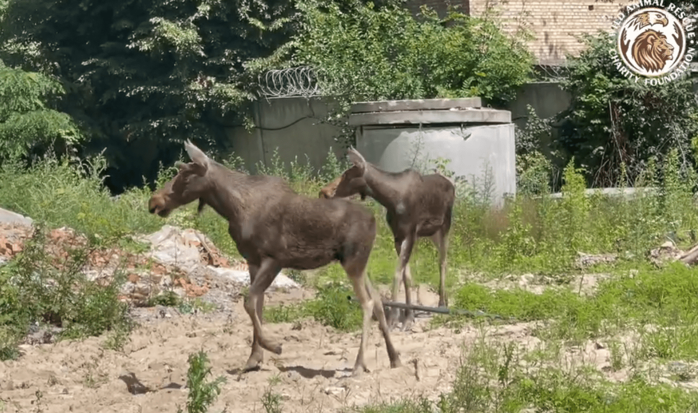 У столиці два лосі заблукали на будівництві (відео)