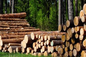 У Чорнобильській зоні незаконно зрізали дерев на 120 млн гривень, - Держаудитслужба