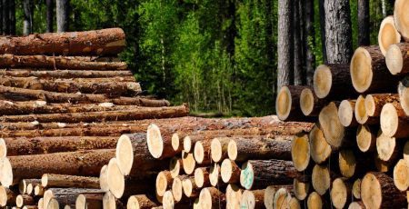 У Чорнобильській зоні незаконно зрізали дерев на 120 млн гривень, - Держаудитслужба
