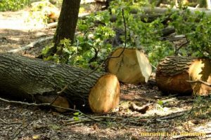Боярське лісництво за 1,21 млн гривень проведе санітарну рубку дерев