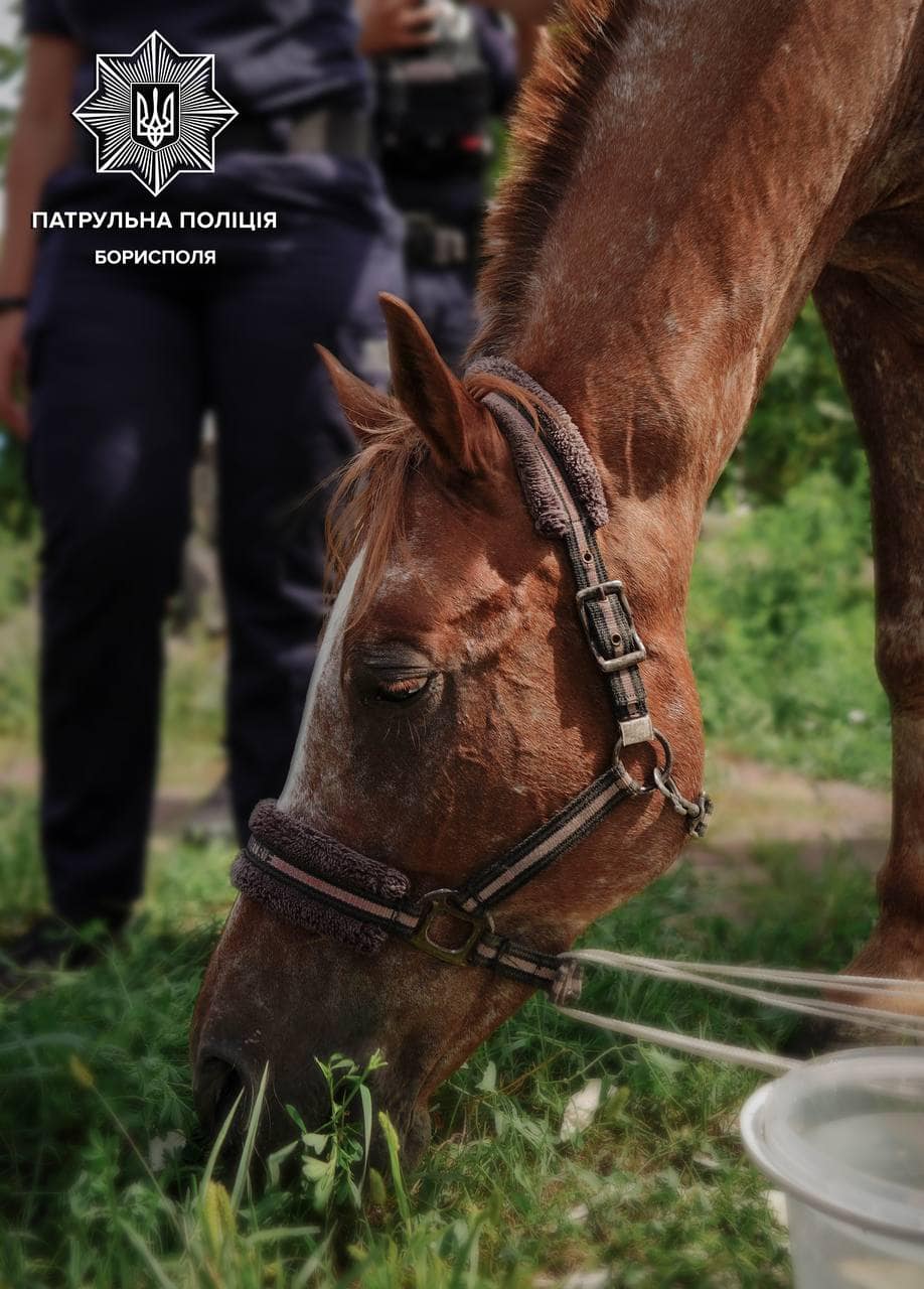 На центральній вулиці Борисполя патрульні “затримали” коня - втікача (фото)