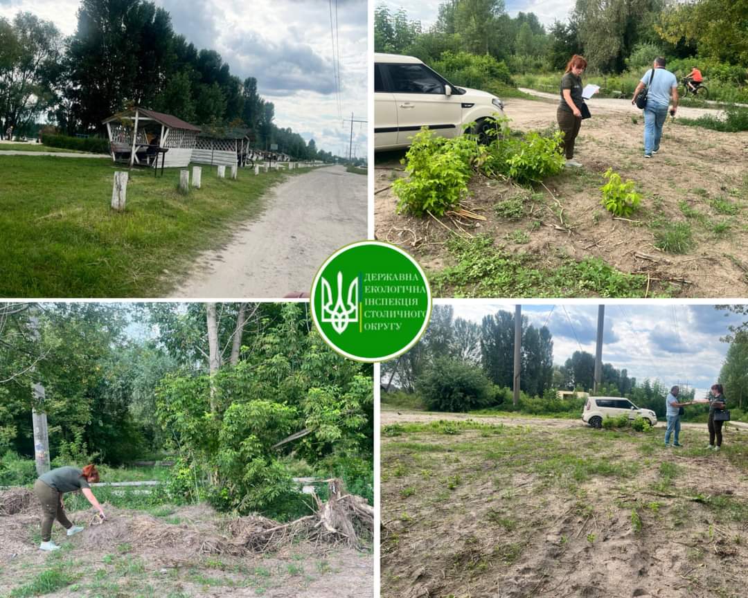 Держекоінспекція виявила у Києві незаконне видалення зелених насаджень на березі озера Небреж