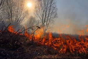 Пожежна небезпека: синоптики попереджають Київщину про надзвичайний ризик виникнення пожеж