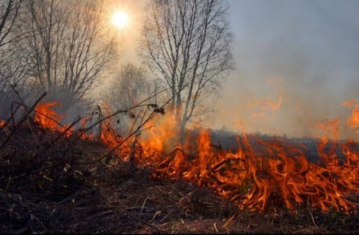 Синоптики попереджають мешканців Київщини про надзвичайний ризик виникнення пожеж