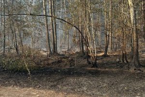 У Чорнобильській зоні триває локалізація пожеж, вогонь пройшов понад 2600 га, - Міндовкілля