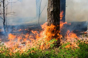 На Київщині надзвичайний рівень пожежної небезпеки утримається до 8 вересня – Укргідрометцентр