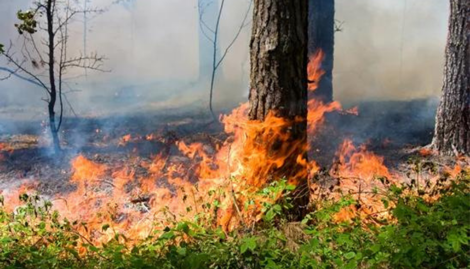 На Київщині надзвичайний рівень пожежної небезпеки утримається до 8 вересня – Укргідрометцентр