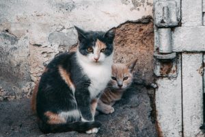 КМДА дало зрозуміти, що в Києві мало волонтерів для опіки безпритульних собак та котів