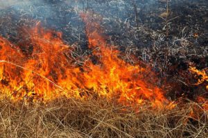 В двох районах Київщини внаслідок падіння уламків БПЛА сталися загорання травʼяного настилу та лісової підстилки, - Руслан Кравченко