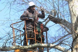 Біля кладовища Українки вирублять сухостій та аварійні дерева