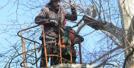 Біля кладовища Українки вирублять сухостій та аварійні дерева