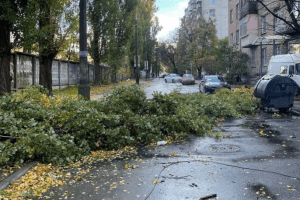 Негода у Києві: через падіння дерева на проїжджу частину перекрито рух