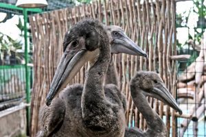 У Київському зоопарку з'явився виводок з трьох пташенят червонокнижного рожевого пелікана (фото, відео)