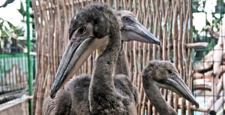 У Київському зоопарку з'явився виводок з трьох пташенят червонокнижного рожевого пелікана (фото, відео)