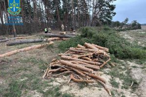 У Фастівському районі Київщині ділок організував незаконну порубку лісу на понад 700 тисяч гривень