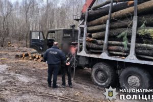 Незаконна порубка лісу: підозрюють цілу групу зловмисників, що збагатились на мільйон