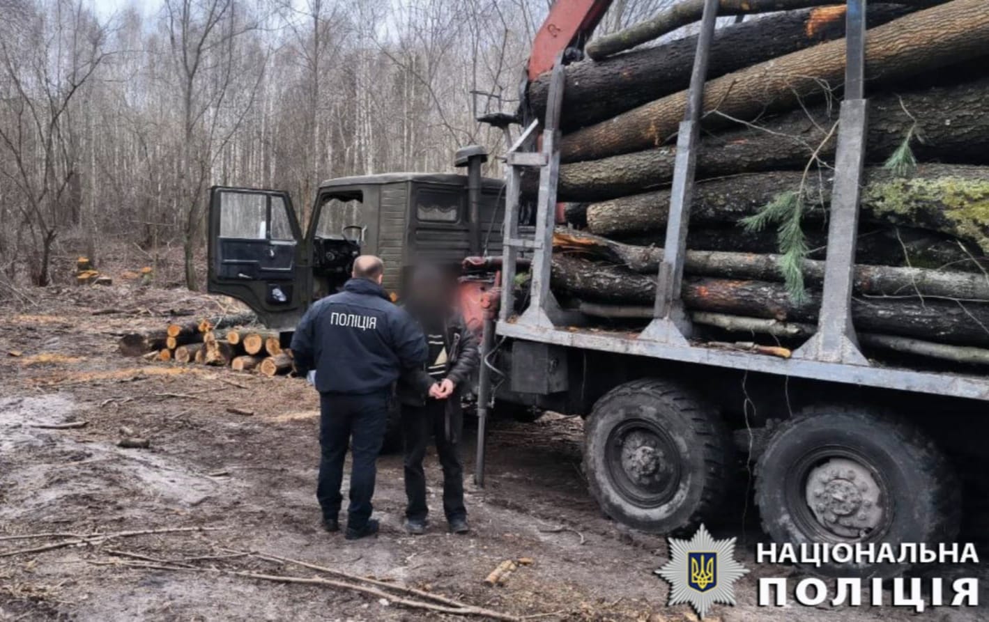 Незаконна порубка лісу: підозрюють цілу групу зловмисників, що збагатились на мільйон