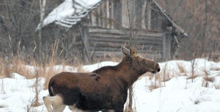 Держекоінспекція оштрафувала Чорнобильський заповідник за порушення режиму