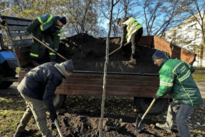 У Деснянському районі комунальники висадили півтори сотні лип