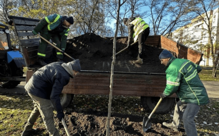 У Деснянському районі комунальники висадили півтори сотні лип