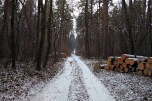 У Боярському лісництві за 3,1 млн гривень вирубають 6 тисяч м3 дров