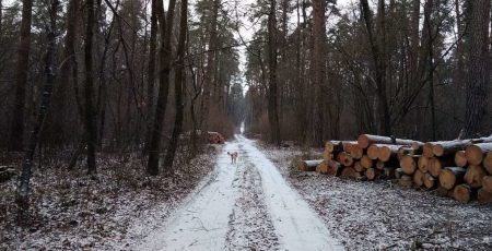 У Боярському лісництві за 3,1 млн гривень вирубають 6 тисяч м3 дров